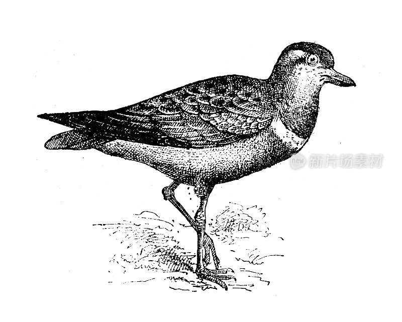 古董插图:欧亚点蝶(Charadrius morinellus)